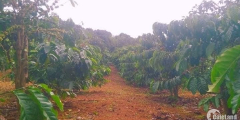 GĐ gửi bán lô đất diện tích 1H4 . Cắt bán bớt 1H . Đất 2 mặt tiền đường đất sắp