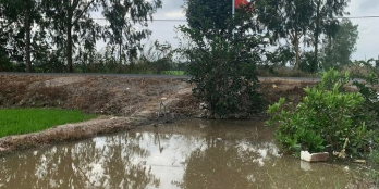 Chủ cần sang lại vài công đất lúa tại xã Phú Đức, huyện Long Hồ, tỉnh Vĩnh Long.