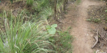 -Loa loa===>>> covic kẹt tiền cần bán gấp lô đất vườn (đất đang thu hoạch nhãn )