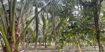 Bán đất Vườn 2 mặt tiền Tỉnh Lộ 901 chỉ có 400.000đ/m2 Đc: Xã Tân Quới Trung, Vl