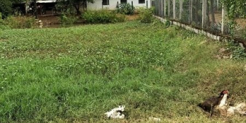  Cần bán đất tân hưng, ninh hưng, tx ninh hoà.