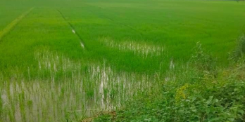 Bán 7228,2m đất ruộng ở ấp Tân Phú, Tam Bình, Vĩnh Long Mặt tiền 80m, gần chợ