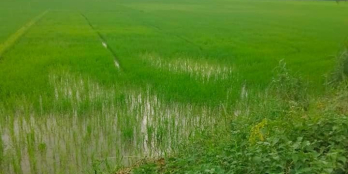 Bán 7228,2m đất ruộng Mặt tiền 80m