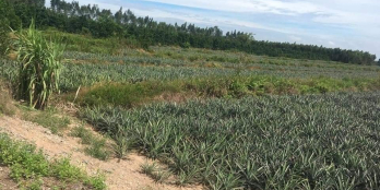 4,2công đường Xáng Đồn,Hưng Thạnh,Tân Phước,Tiền Giang