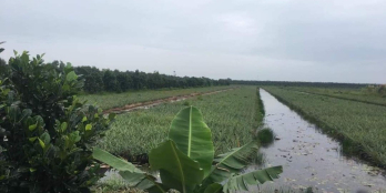 1,5hecta đường Đông kênh Tây,Thạnh Tân,Tân Phước,Tiền Giang