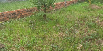 Bán đất khuyến mãi vườn dừa và mít Đất thuộc khóm 5 p5