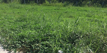 Bán Nền PhườngTân Hội Diện tích 91,9 m2