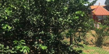 Vườn bưởi Bình Lợi - Vĩnh Cửu Diện tích: 2600m2,