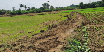 Bố mẹ tôi cần bán 4 sào đất ở gần cây xăng Tân Hạnh