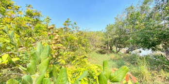 ĐẤT VƯỜN MẶT TIỀN VIEW SÔNG ĐỒNG NAI