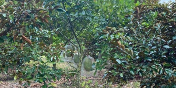 Chính chủ gửi 5 công đất thuộc đông thạnh