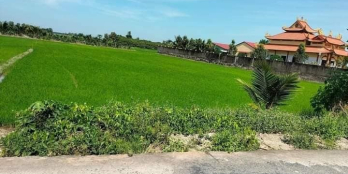 4,7c đông thạnh thị xã bình minh cách chợ đông thạnh 150m