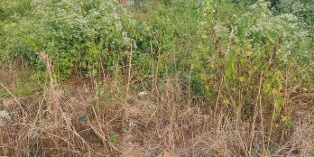 Nền Khu Hành Chánh Bình Tân , Vĩnh Long.