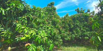 Em cần ra đi em vườn xoài Đài Loan đang cho thu hoạch tại trung tâm Huyện Định Q