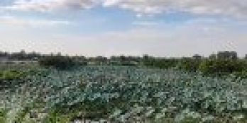 Bán đất Ấp 1 xã bình lợi bình chánh, đất nằm mặt tiền kênh thằng chỏng