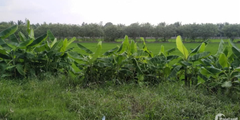 Cần bán 5.3c đất xã Hòa Phú - Long Hồ - Vĩnh Long: