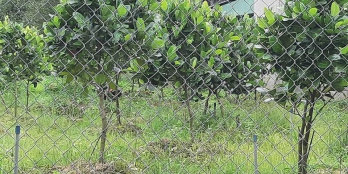 Cần bán lô đất vườn mít tân hạnh long h vĩnh lng