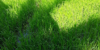 Cần tìm đất ruộng . Khu vực phú đức . Lôc hòa . Hòa phú