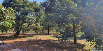 Cần bán nhanh vườn sầu riêng 6302m2 Gía bán 1,xxxty/1000m2