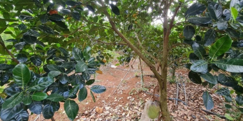 Cần bán 1 nền đất thổ cư giá rẻ tại phường Xuân Tân TP Long Khánh...