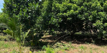 Bán Đất Sào Bảo Quang Đường Hiện Hữu - ĐƯỜNG THÔNG - Khu dân cư đông