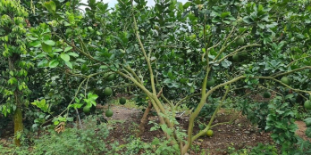 Vườn bưởi xuân tây 3sào3 100m thổ - mt đường bê tông