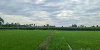 Chỉ 380Tr Có ngay 1.905m2 Đất ruộng. Thuộc Ấp Mỹ Phú, Xã Mỹ Phước, Mang Thít,