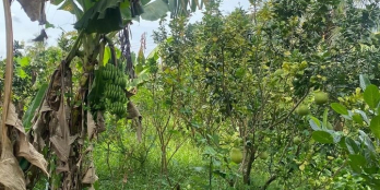 BÁN NHANH THU HỒI VỐN CĂN NHÀ CẤP 4( THỔ 100%)