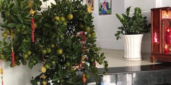 Bán nhà cực phẩm Đường số 51 Phạm Văn Chiêu P14 GV 50m2, giá 5.15 tỷ.