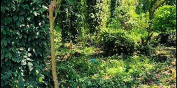 Bán 1xào đất có 11mét mặt tiền đường bê tông thuộc xã phú lộc