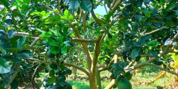 Bán vườn bưởi 7sào mặt tiền đường bê tông huyện Tân Phú tỉnh đồng Nai