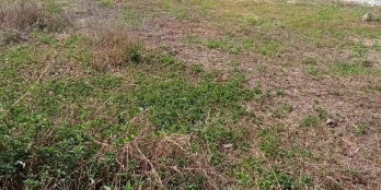 CHỦ CẦN BÁN 2 NỀN LIỀN KỀ , 1 NỀN LẺ , SIÊU ĐẸP HẺM XE BA GÁC, PHƯỜNG 5 , TPVL