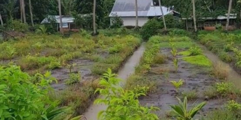 Chủ kẹt cần bán gấp 8,8 công đất mặt tiền lộ nhựa 5 tấn 96m, ở Hòa Bình ,Trà Ôn.