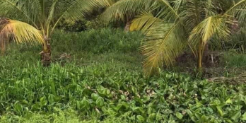 Cần bán gấp  2 nền đất mặt tiền đường 901. Xã xuân hiệp