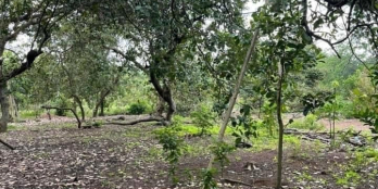 Chủ gửi bán - Diện tích 1048m2 đất chồng cây giá chỉ 1ty150 bớt lộc