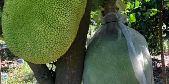 4 mẫu đất vườn suối cao Xuân Lộc trồng đầy đủ loại cây ăn trái