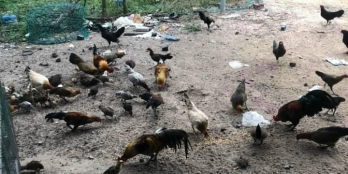 4 mẫu đất vườn Giá 280tr/sào chưa qua đầu tư