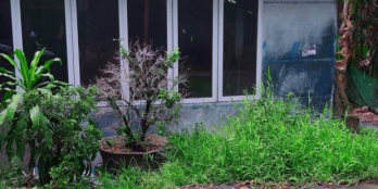 Bán đất cây lâu năm. 6×16.30  hằng nga 0932909577