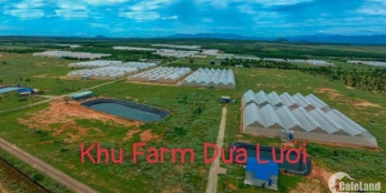 Đất trồng sẵn keo tràm, gần đường DT716, cạnh khu trang trại dưa lưới