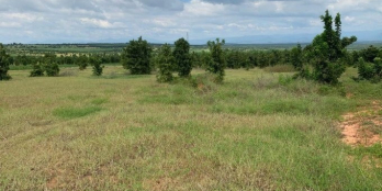 Bán gấp lô đất vườn giá rẻ Chợ Lầu, đất đẹp vuông vực 50*60m