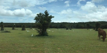 Bán đất Hoà Thắng cách DT716 chỉ 1500m