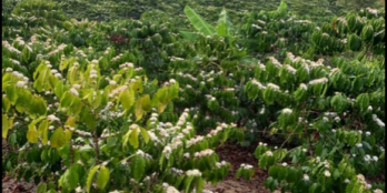 Bán lô đất vườn liền kề có diện tích lô 1ha giá 1,8 tỷ