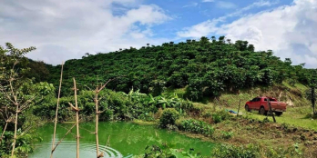 Cần bán gấp lô đất đang thu hoạch cafe giá rẻ