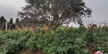 Gia đình cần bán nhanh lô đất rộng mặt tiền đẹp