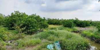 Bán lô đất 1000m2 Thạnh Hòa B.lức sổ sẵn. Đường thể hiện 5m giá 970tr