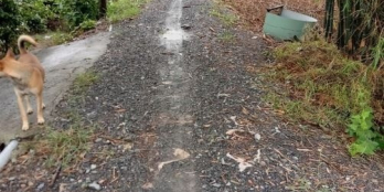 Đất thổ vườn Bình Đức Bến Lức 2265m2 có 265m2 thổ 2000m2 Vườn