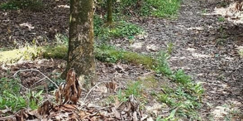 BÁN ĐẤT THỔ CƯ ĐƯỜNG LIA 12A, TÂN THUẬN TÂY