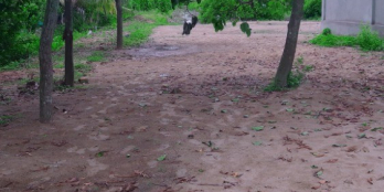 Bán vườn chanh cây lâu năm 11.5công .mặt tiền