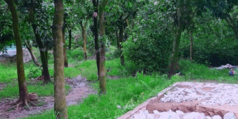 Bán vườn xoài được 7 tuổi dt 2576.9m