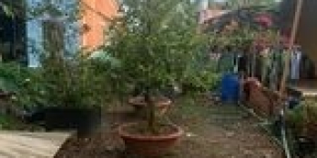 Gần cầu Thanh Niên, ấp an nghiệp xã an bình.